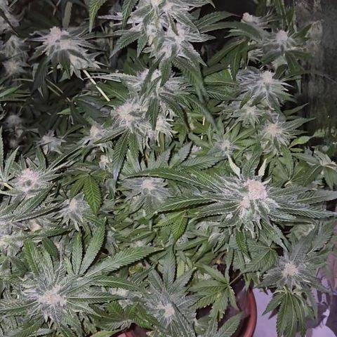 Kushi 😶‍🌫️(rest n. Teilernte/ critical kush, 9.1.24 🎁, Kümmerling) growlog timeline photo