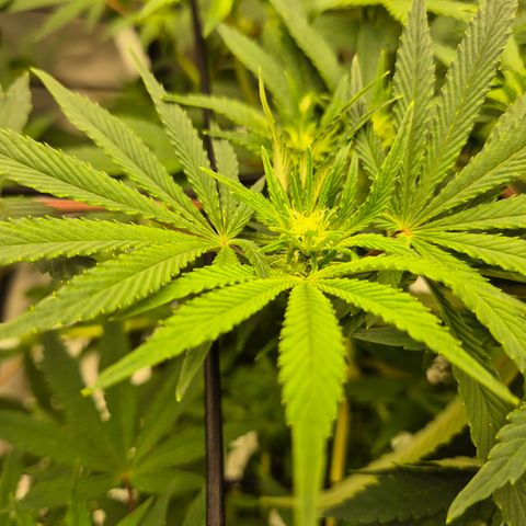 Mimosa evo Photo ♥️ Barney's Farm  growlog photo: Es geht los!🤩