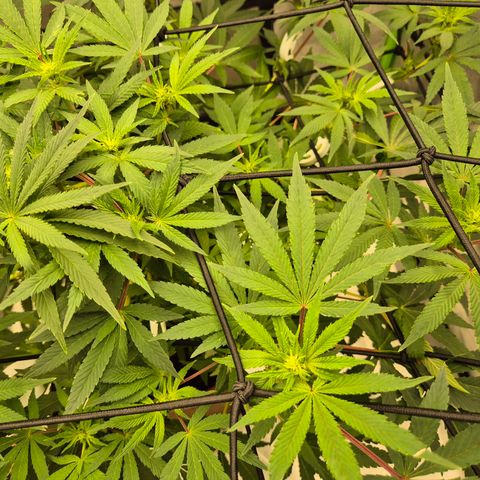 Mimosa evo Photo ♥️ Barney's Farm  growlog photo: Es geht los!🤩