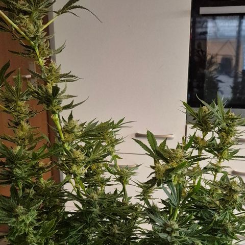 Karli - SHISKABERRY (auto) growlog timeline photo