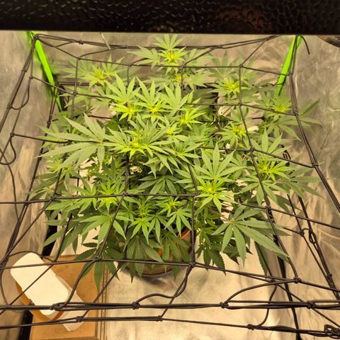 Mimosa evo Photo ♥️ Barney's Farm  growlog photo: Es geht los!🤩