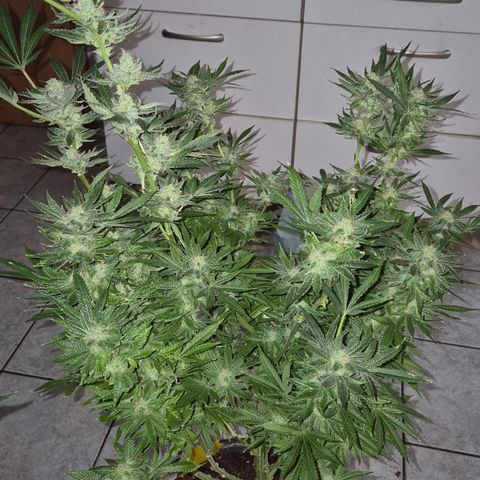 Karli - SHISKABERRY (auto) growlog timeline photo