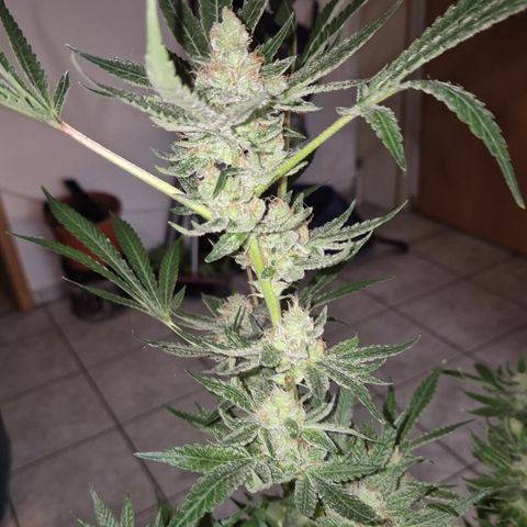 Karli - SHISKABERRY (auto) growlog timeline photo