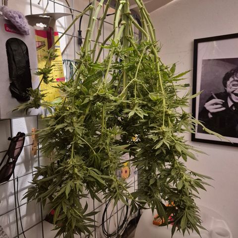 Karli - SHISKABERRY (auto) growlog photo: Nacht der teilernte, jetzt komplett...