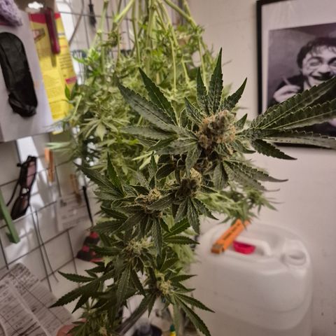 Karli - SHISKABERRY (auto) growlog photo: Nacht der teilernte, jetzt komplett...