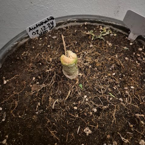 Karli - SHISKABERRY (auto) growlog photo: Nacht der teilernte, jetzt komplett...