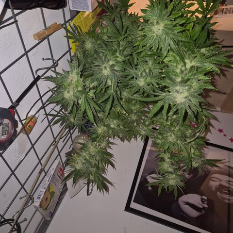 Karli - SHISKABERRY (auto) growlog photo: Nacht der teilernte, jetzt komplett...