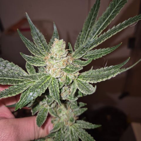 Karli - SHISKABERRY (auto) growlog photo: Nacht der teilernte, jetzt komplett...