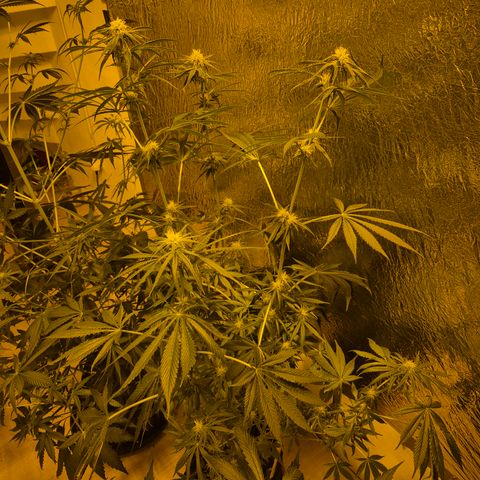 🍍Anna  #1 amnesia lemon  growlog timeline photo