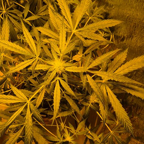 🌈 Zkittles auto🌈 growlog timeline photo