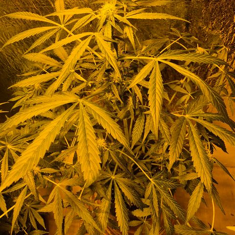 🌈 Zkittles auto🌈 growlog timeline photo