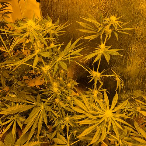 🍍Anna  #1 amnesia lemon  growlog timeline photo