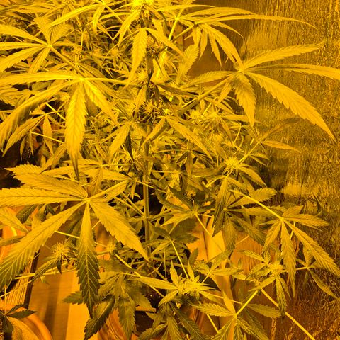 🌈 Zkittles auto🌈 growlog timeline photo