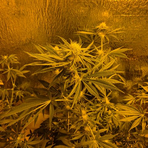 🍍Anna  #1 amnesia lemon  growlog timeline photo