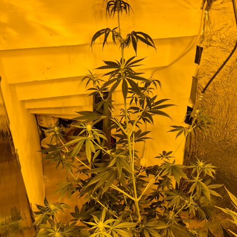 🌅Sherbi photo, blue sunset sherbert, Barneys farm  growlog timeline photo