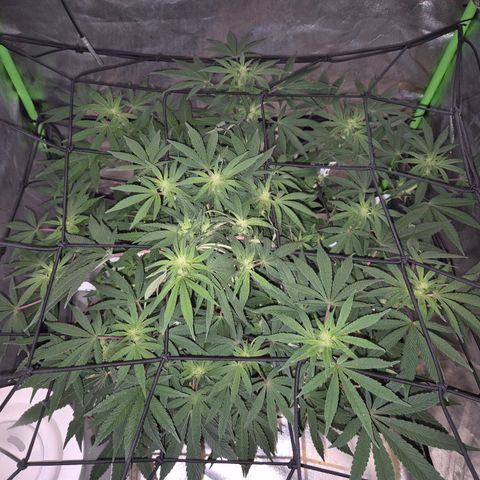Mimosa evo Photo ♥️ Barney's Farm  growlog timeline photo