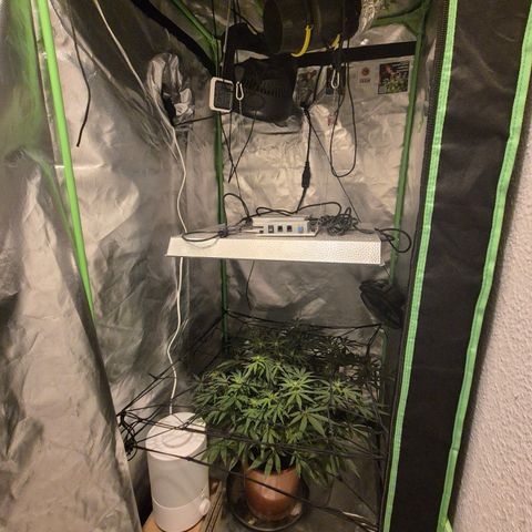 Mimosa evo Photo ♥️ Barney's Farm  growlog timeline photo