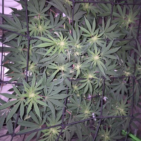 Mimosa evo Photo ♥️ Barney's Farm  growlog timeline photo