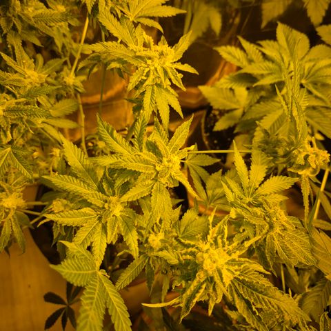 Kushi 😶‍🌫️(rest n. Teilernte/ critical kush, 9.1.24 🎁, Kümmerling) growlog photo: Der Rest soll nachreifen