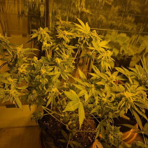 Kushi 😶‍🌫️(rest n. Teilernte/ critical kush, 9.1.24 🎁, Kümmerling) growlog photo: Der Rest soll nachreifen