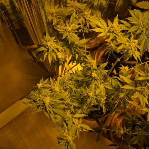 Kushi 😶‍🌫️(rest n. Teilernte/ critical kush, 9.1.24 🎁, Kümmerling) growlog photo: Der Rest soll nachreifen