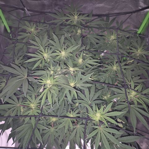 Mimosa evo Photo ♥️ Barney's Farm  growlog timeline photo