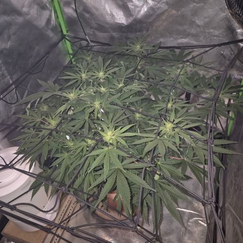 Mimosa evo Photo ♥️ Barney's Farm  growlog timeline photo
