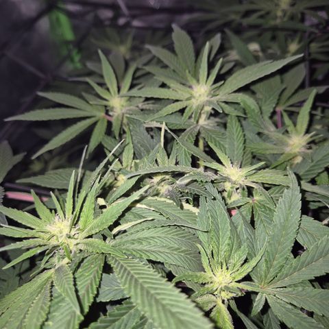 Mimosa evo Photo ♥️ Barney's Farm  growlog timeline photo