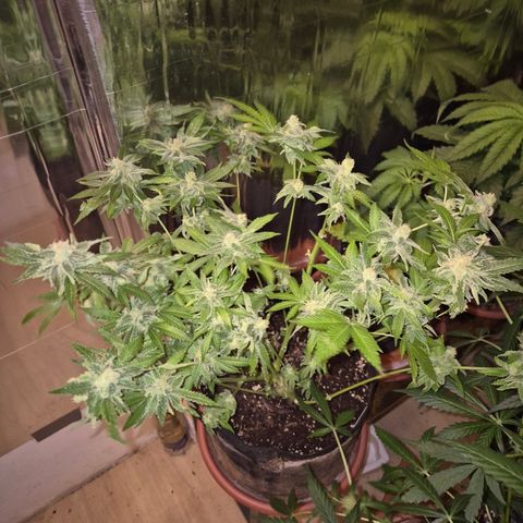 Kushi 😶‍🌫️(rest n. Teilernte/ critical kush, 9.1.24 🎁, Kümmerling) growlog timeline photo