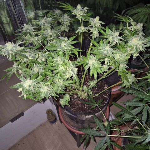 Kushi 😶‍🌫️(rest n. Teilernte/ critical kush, 9.1.24 🎁, Kümmerling) growlog timeline photo
