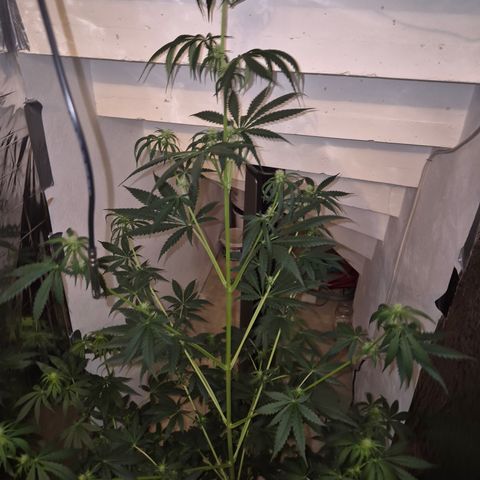 🌅Sherbi photo, blue sunset sherbert, Barneys farm  growlog timeline photo