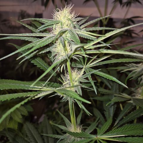 🍍Anna  #1 amnesia lemon  growlog timeline photo
