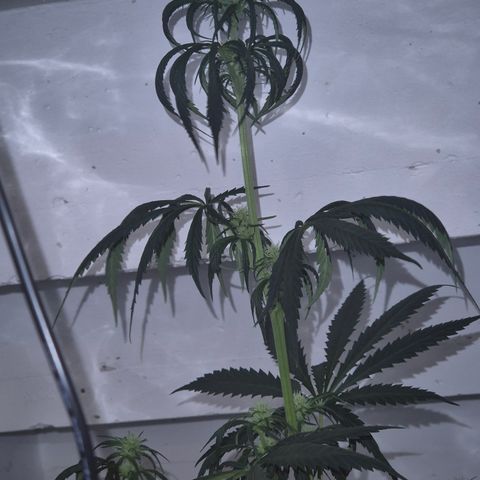 🌅Sherbi photo, blue sunset sherbert, Barneys farm  growlog timeline photo