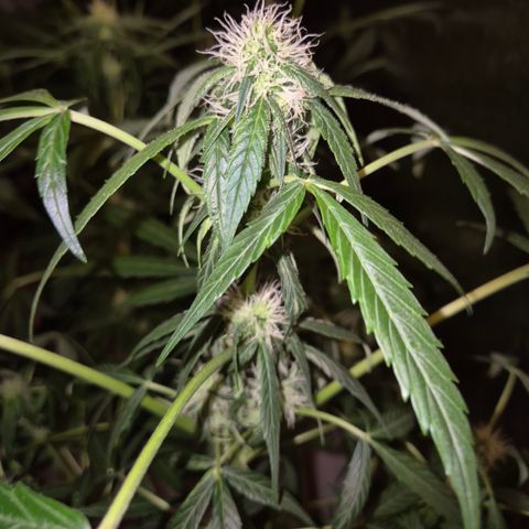 🌈 Zkittles auto🌈 growlog timeline photo