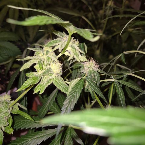 🌈 Zkittles auto🌈 growlog timeline photo