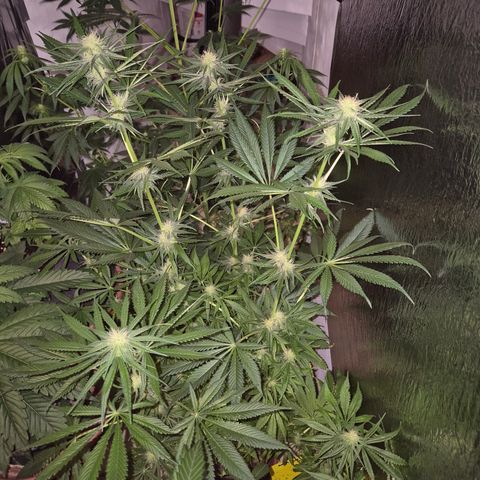 🍍Anna  #1 amnesia lemon  growlog timeline photo