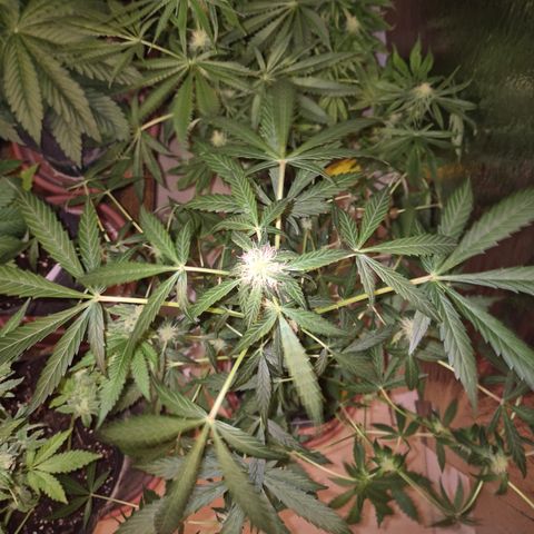 🌈 Zkittles auto🌈 growlog timeline photo