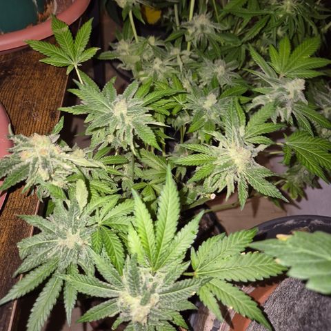 Kushi 😶‍🌫️(rest n. Teilernte/ critical kush, 9.1.24 🎁, Kümmerling) growlog timeline photo