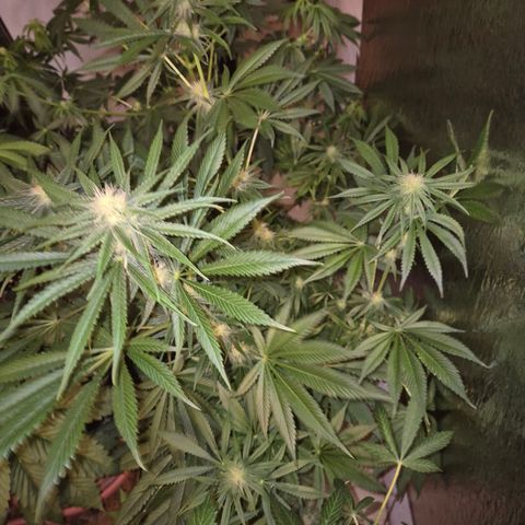 🍍Anna  #1 amnesia lemon  growlog timeline photo