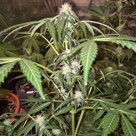 🌈 Zkittles auto🌈 growlog timeline photo