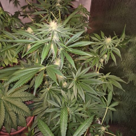 🍍Anna  #1 amnesia lemon  growlog timeline photo