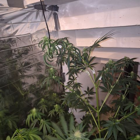 🌅Sherbi photo, blue sunset sherbert, Barneys farm  growlog timeline photo