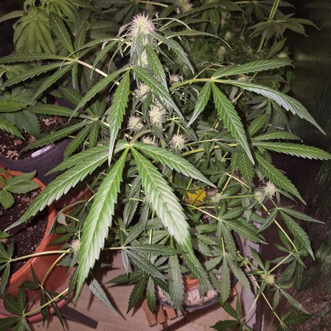🌈 Zkittles auto🌈 growlog timeline photo