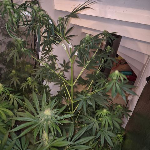 🌅Sherbi photo, blue sunset sherbert, Barneys farm  growlog timeline photo