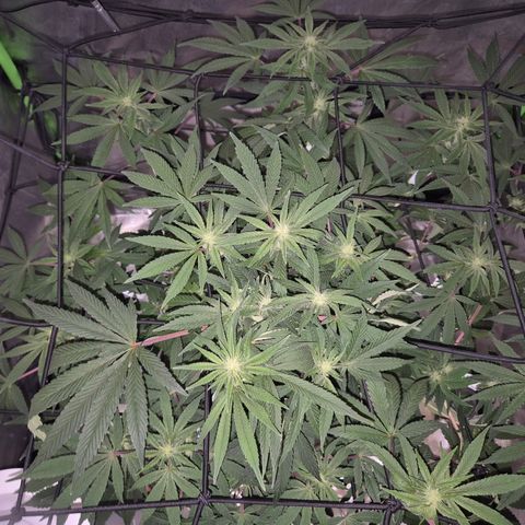 Mimosa evo Photo ♥️ Barney's Farm  growlog timeline photo