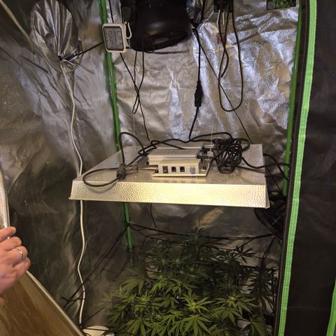 Mimosa evo Photo ♥️ Barney's Farm  growlog timeline photo