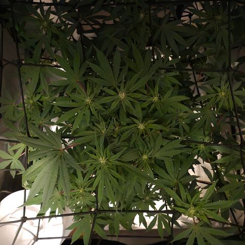Mimosa evo Photo ♥️ Barney's Farm  growlog timeline photo