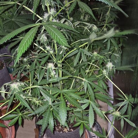 🌈 Zkittles auto🌈 growlog timeline photo