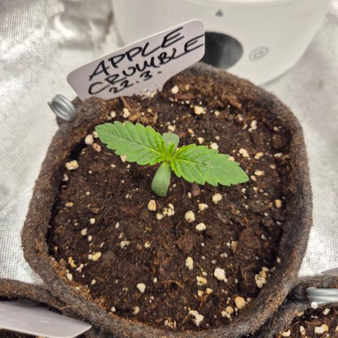 Apple crumble Ben growlog timeline photo