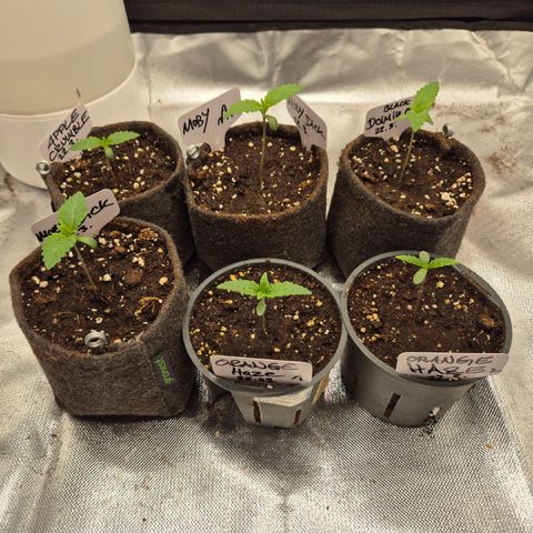 Moby Dick 1 growlog timeline photo